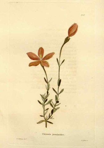 Reproducción/Reproduction 48623702976: The botanical cabinet. London :John & Arthur Arch ...,1817-1833.. 