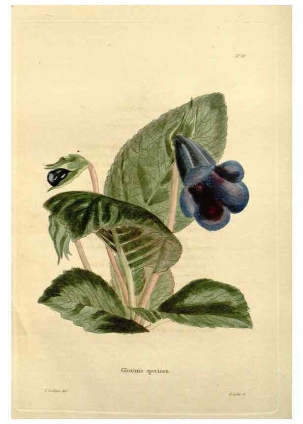 Reproducción/Reproduction 48623851107: The botanical cabinet. London :John & Arthur Arch ...,1817-1833.. 