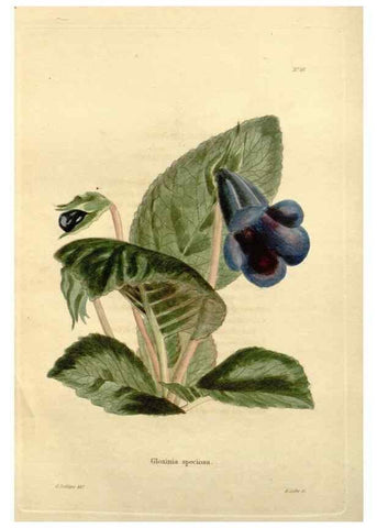 Reproducción/Reproduction 48623851107: The botanical cabinet. London :John & Arthur Arch ...,1817-1833.. 