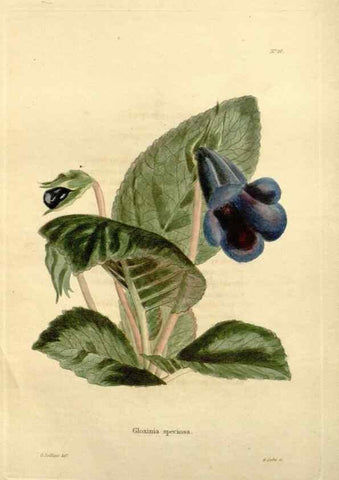 Reproducción/Reproduction 48623851107: The botanical cabinet. London :John & Arthur Arch ...,1817-1833.. 