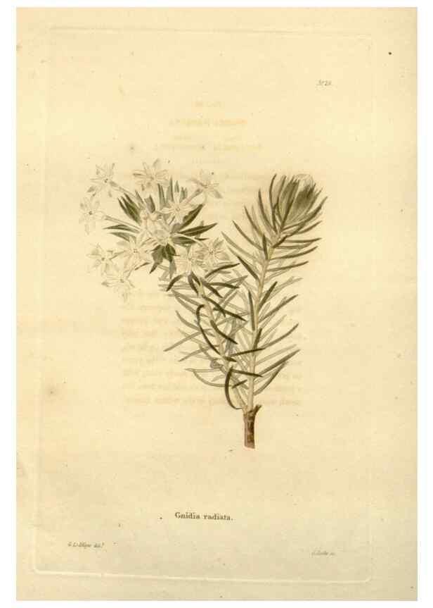 Reproducción/Reproduction 48623851482: The botanical cabinet. London :John & Arthur Arch ...,1817-1833.. 