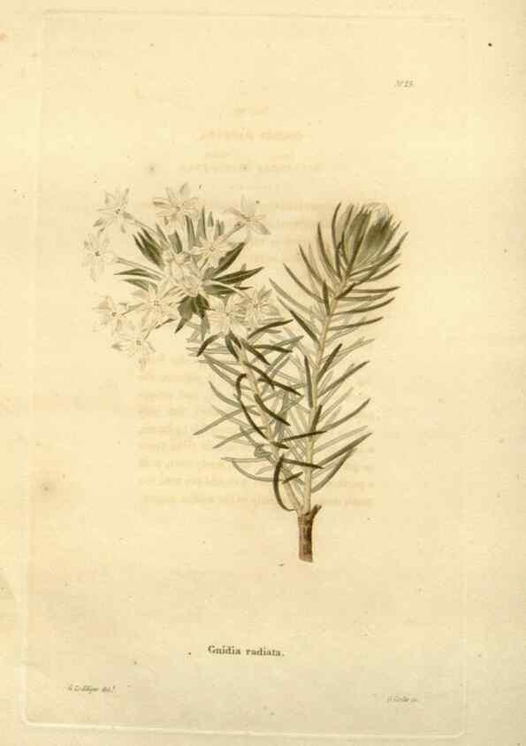 Reproducción/Reproduction 48623851482: The botanical cabinet. London :John & Arthur Arch ...,1817-1833.. 