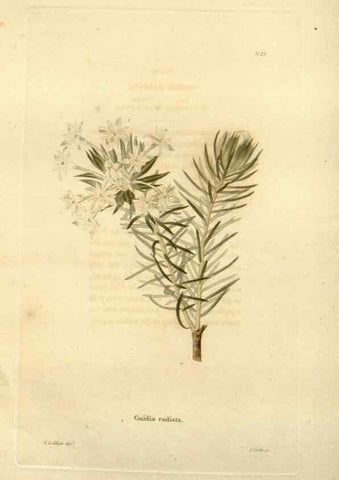 Reproducción/Reproduction 48623851482: The botanical cabinet. London :John & Arthur Arch ...,1817-1833.. 