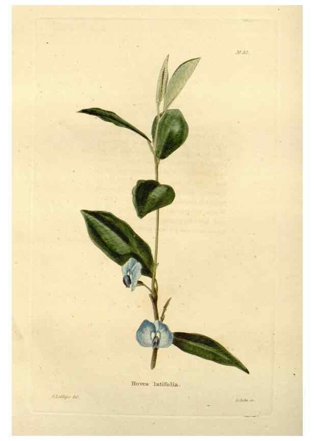 Reproducción/Reproduction 48623350433: The botanical cabinet. London :John & Arthur Arch ...,1817-1833.. 