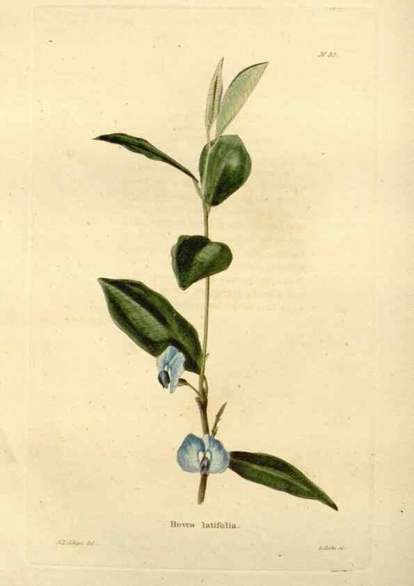 Reproducción/Reproduction 48623350433: The botanical cabinet. London :John & Arthur Arch ...,1817-1833.. 