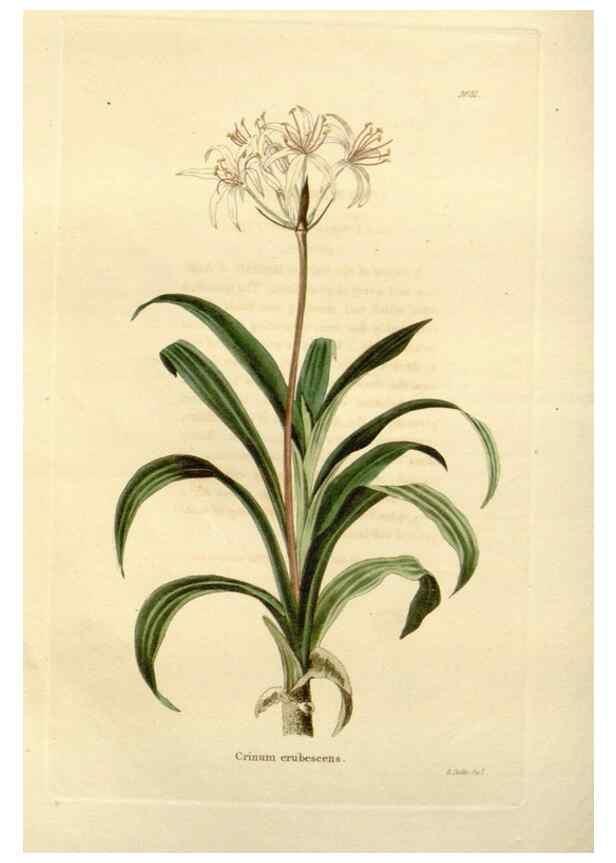 Reproducción/Reproduction 48623852187: The botanical cabinet. London :John & Arthur Arch ...,1817-1833.. 