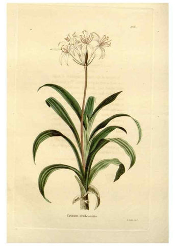 Reproducción/Reproduction 48623852187: The botanical cabinet. London :John & Arthur Arch ...,1817-1833.. 
