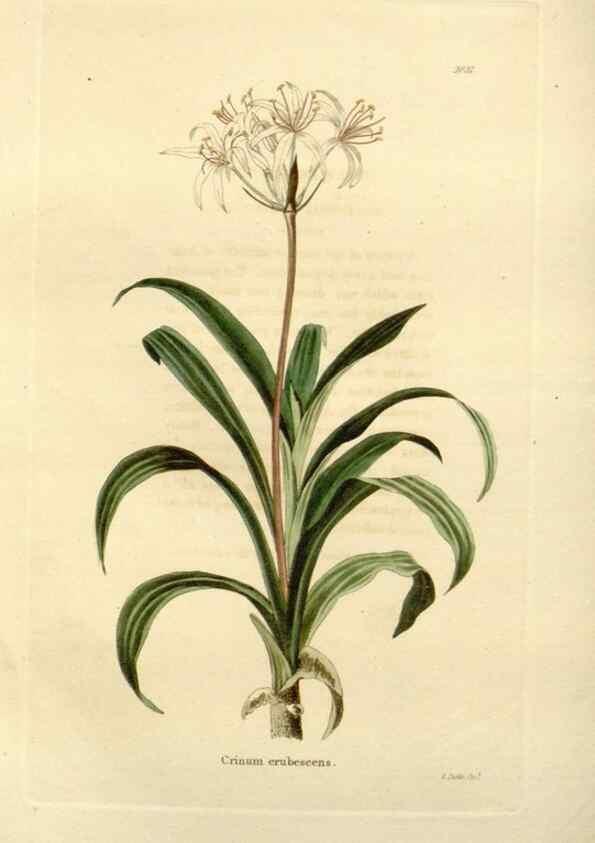 Reproducción/Reproduction 48623852187: The botanical cabinet. London :John & Arthur Arch ...,1817-1833.. 