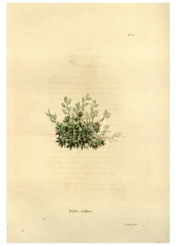 Reproducción/Reproduction 48623852457: The botanical cabinet. London :John & Arthur Arch ...,1817-1833.. 