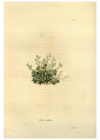 Reproducción/Reproduction 48623852457: The botanical cabinet. London :John & Arthur Arch ...,1817-1833.. 