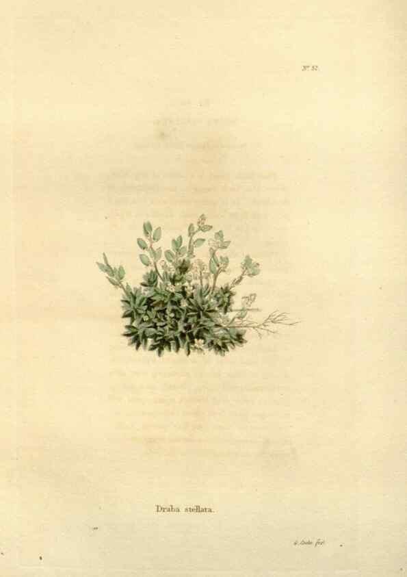 Reproducción/Reproduction 48623852457: The botanical cabinet. London :John & Arthur Arch ...,1817-1833.. 