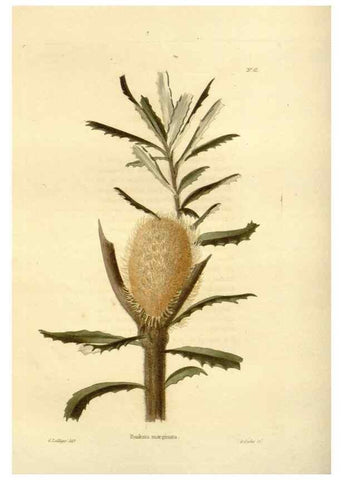 Reproducción/Reproduction 48623715151: The botanical cabinet. London :John & Arthur Arch ...,1817-1833.. 