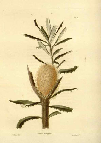 Reproducción/Reproduction 48623715151: The botanical cabinet. London :John & Arthur Arch ...,1817-1833.. 