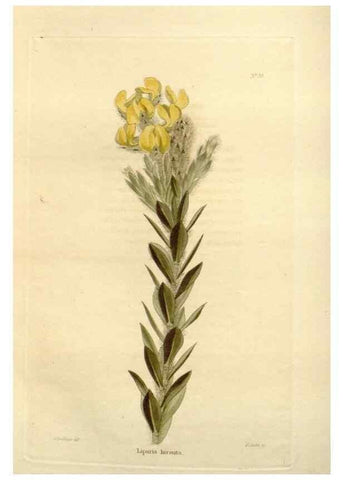 Reproducción/Reproduction 48623704936: The botanical cabinet. London :John & Arthur Arch ...,1817-1833.. 