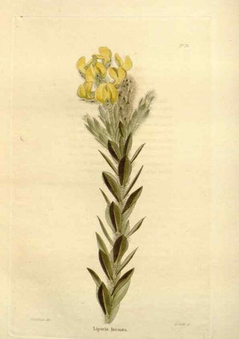 Reproducción/Reproduction 48623704936: The botanical cabinet. London :John & Arthur Arch ...,1817-1833.. 