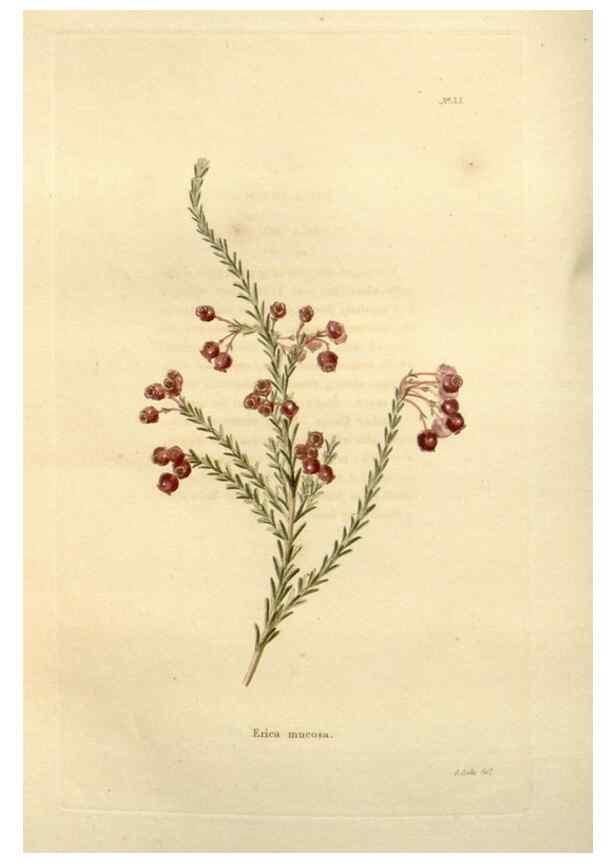 Reproducción/Reproduction 48623705681: The botanical cabinet. London :John & Arthur Arch ...,1817-1833.. 