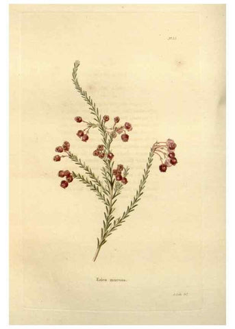 Reproducción/Reproduction 48623705681: The botanical cabinet. London :John & Arthur Arch ...,1817-1833.. 