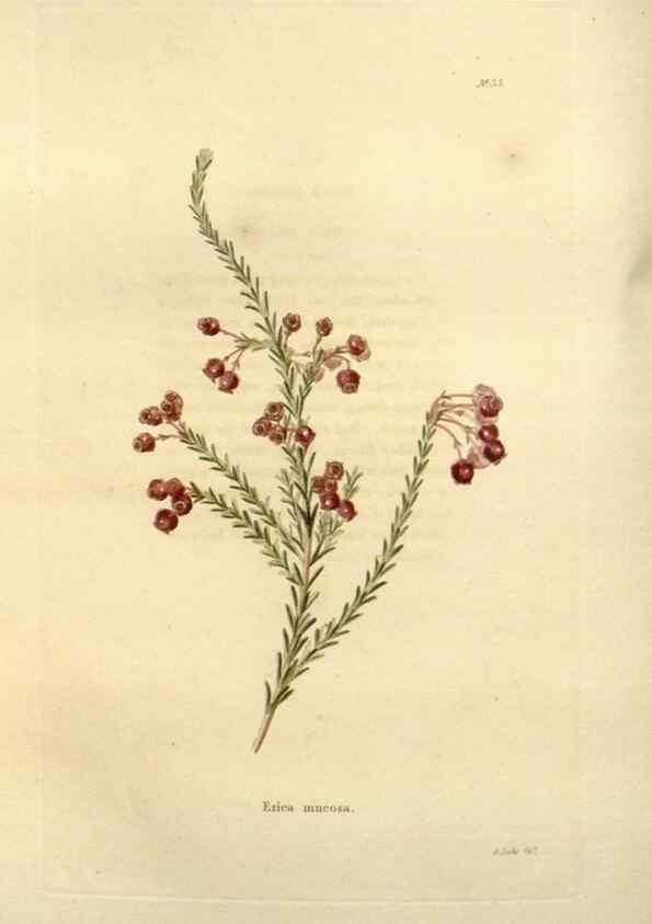 Reproducción/Reproduction 48623705681: The botanical cabinet. London :John & Arthur Arch ...,1817-1833.. 