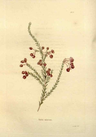 Reproducción/Reproduction 48623705681: The botanical cabinet. London :John & Arthur Arch ...,1817-1833.. 