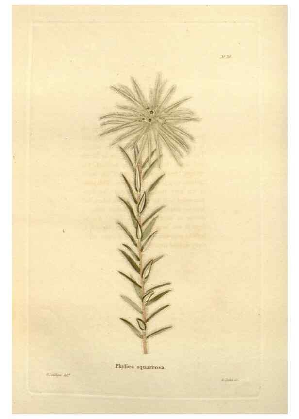 Reproducción/Reproduction 48623706016: The botanical cabinet. London :John & Arthur Arch ...,1817-1833.. 