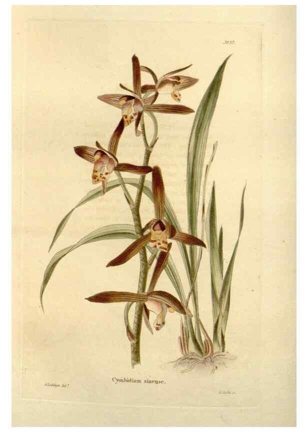 Reproducción/Reproduction 48623854272: The botanical cabinet. London :John & Arthur Arch ...,1817-1833.. 