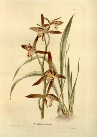 Reproducción/Reproduction 48623854272: The botanical cabinet. London :John & Arthur Arch ...,1817-1833.. 