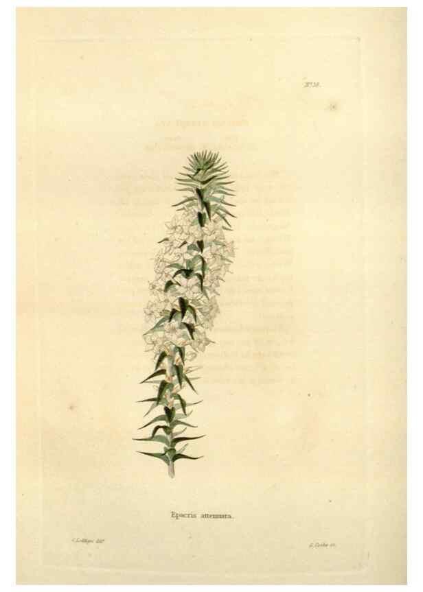 Reproducción/Reproduction 48623353253: The botanical cabinet. London :John & Arthur Arch ...,1817-1833.. 