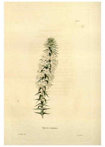 Reproducción/Reproduction 48623353253: The botanical cabinet. London :John & Arthur Arch ...,1817-1833.. 