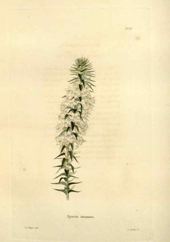Reproducción/Reproduction 48623353253: The botanical cabinet. London :John & Arthur Arch ...,1817-1833.. 