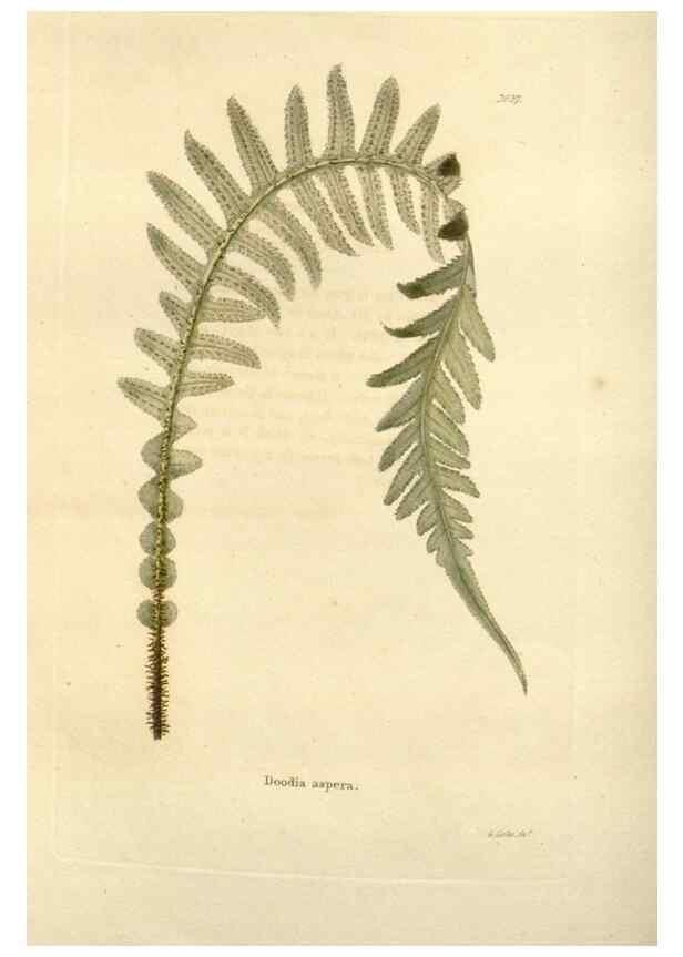 Reproducción/Reproduction 48623707031: The botanical cabinet. London :John & Arthur Arch ...,1817-1833.. 