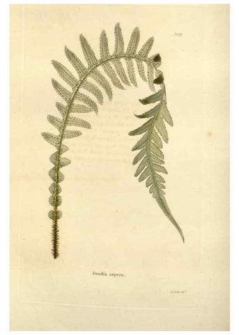 Reproducción/Reproduction 48623707031: The botanical cabinet. London :John & Arthur Arch ...,1817-1833.. 