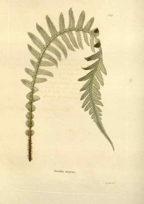 Reproducción/Reproduction 48623707031: The botanical cabinet. London :John & Arthur Arch ...,1817-1833.. 