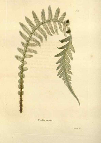 Reproducción/Reproduction 48623707031: The botanical cabinet. London :John & Arthur Arch ...,1817-1833.. 