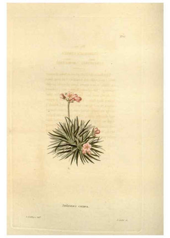 Reproducción/Reproduction 48623855237: The botanical cabinet. London :John & Arthur Arch ...,1817-1833.. 