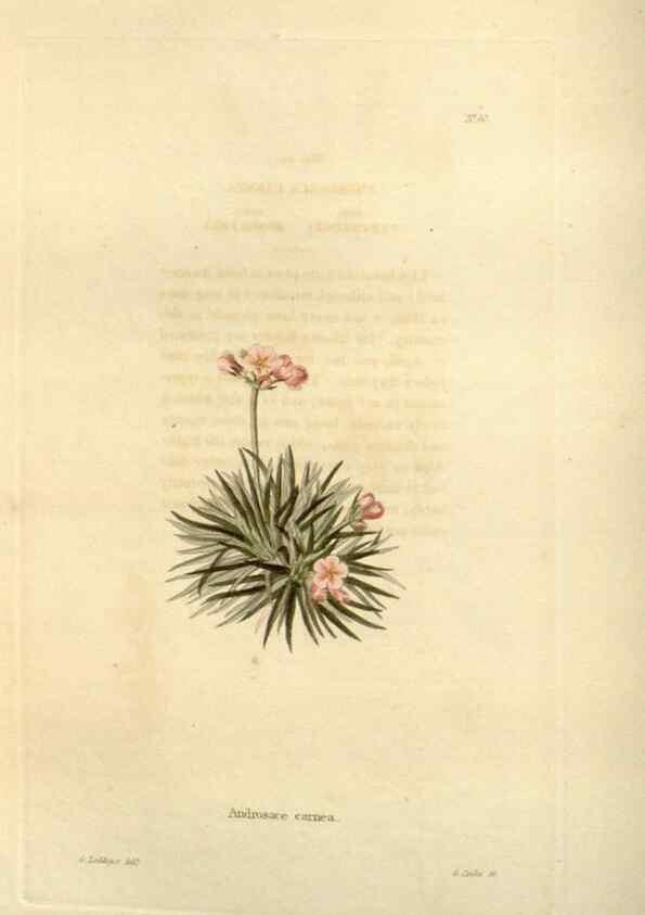 Reproducción/Reproduction 48623855237: The botanical cabinet. London :John & Arthur Arch ...,1817-1833.. 