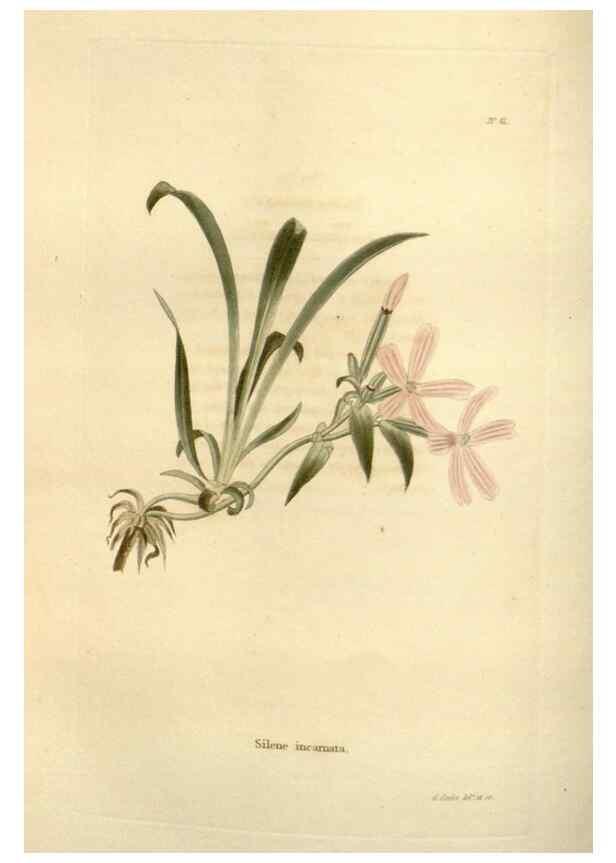 Reproducción/Reproduction 48623707636: The botanical cabinet. London :John & Arthur Arch ...,1817-1833.. 