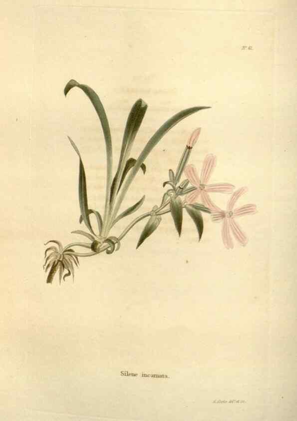 Reproducción/Reproduction 48623707636: The botanical cabinet. London :John & Arthur Arch ...,1817-1833.. 
