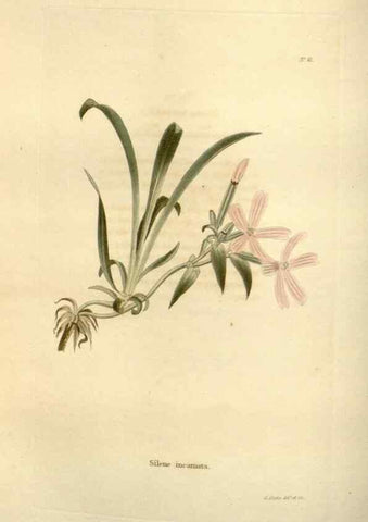 Reproducción/Reproduction 48623707636: The botanical cabinet. London :John & Arthur Arch ...,1817-1833.. 