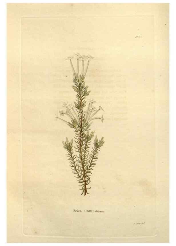 Reproducción/Reproduction 48623853062: The botanical cabinet. London :John & Arthur Arch ...,1817-1833.. 