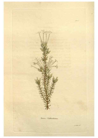 Reproducción/Reproduction 48623853062: The botanical cabinet. London :John & Arthur Arch ...,1817-1833.. 
