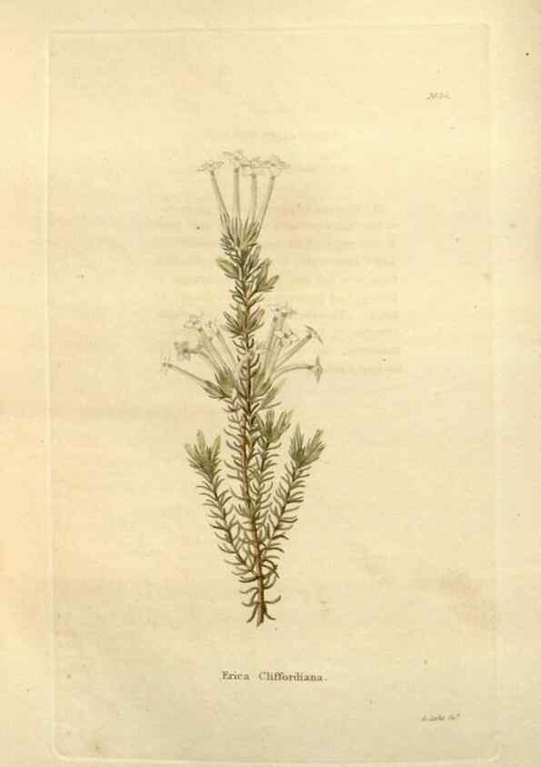 Reproducción/Reproduction 48623853062: The botanical cabinet. London :John & Arthur Arch ...,1817-1833.. 