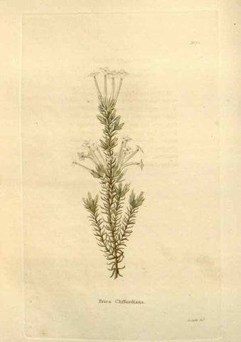 Reproducción/Reproduction 48623853062: The botanical cabinet. London :John & Arthur Arch ...,1817-1833.. 