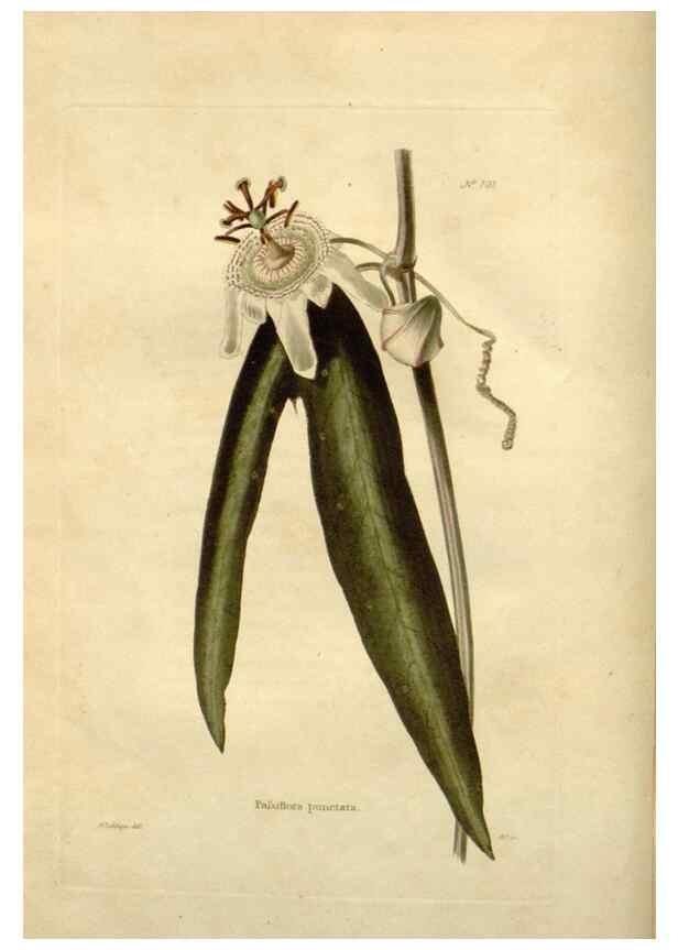 Reproducción/Reproduction 48623865306: The botanical cabinet. London :John & Arthur Arch ...,1817-1833.. 