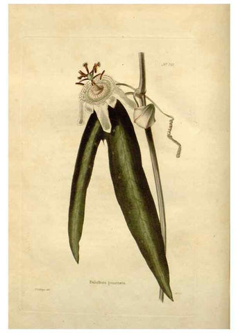Reproducción/Reproduction 48623865306: The botanical cabinet. London :John & Arthur Arch ...,1817-1833.. 