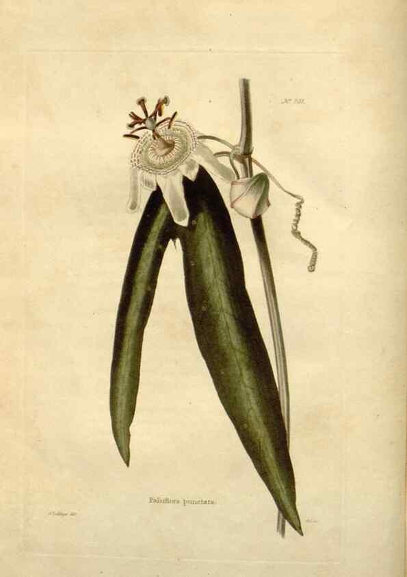 Reproducción/Reproduction 48623865306: The botanical cabinet. London :John & Arthur Arch ...,1817-1833.. 