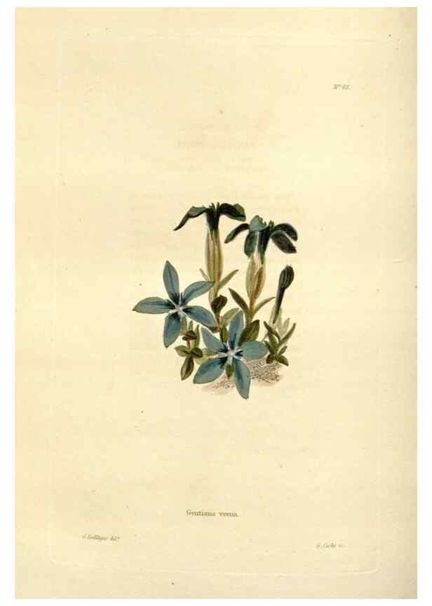 Reproducción/Reproduction 48623362068: The botanical cabinet. London :John & Arthur Arch ...,1817-1833.. 