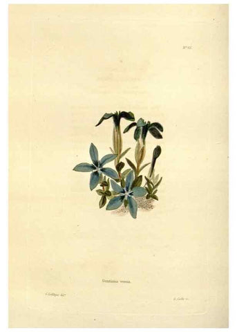 Reproducción/Reproduction 48623362068: The botanical cabinet. London :John & Arthur Arch ...,1817-1833.. 