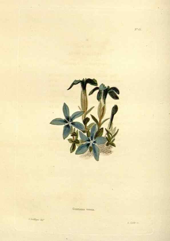 Reproducción/Reproduction 48623362068: The botanical cabinet. London :John & Arthur Arch ...,1817-1833.. 