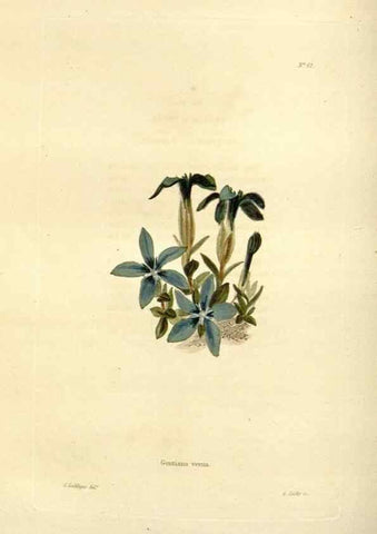 Reproducción/Reproduction 48623362068: The botanical cabinet. London :John & Arthur Arch ...,1817-1833.. 