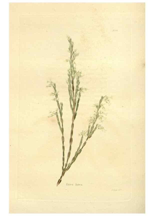 Reproducción/Reproduction 48623716671: The botanical cabinet. London :John & Arthur Arch ...,1817-1833.. 